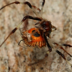 Herennia multipuncta