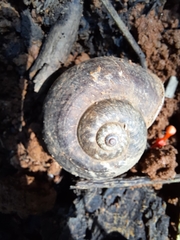 Gastropoda
