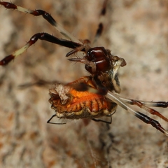 Herennia multipuncta