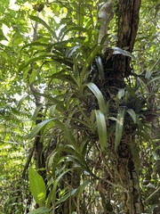 Cleisostoma paniculatum