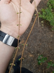 Metasequoia glyptostroboides