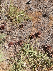 Gypsophila fastigiata