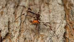 Herennia multipuncta