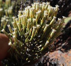 Dolichothrix ericoides