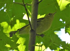 Setophaga castanea