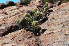 Dolichothrix ericoides