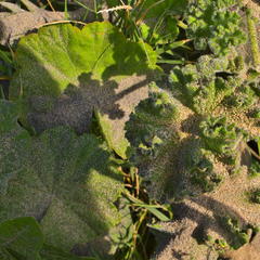 Pelargonium × hybridum