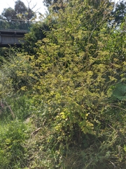 Heracleum sphondylium sibiricum