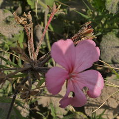 Pelargonium × hybridum