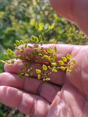 Heracleum sphondylium sibiricum