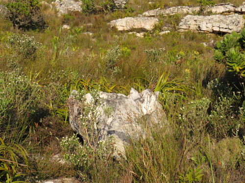 Image of Metalasia compacta by (c) Jeremy Gilmore, some rights reserved (CC BY)