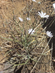 Lactuca inermis