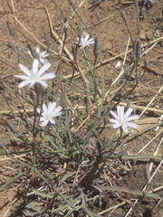 Lactuca inermis