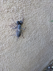 Mastigoproctus giganteus