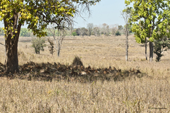 Rucervus duvaucelii branderi