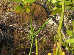 Bulbine cepacea