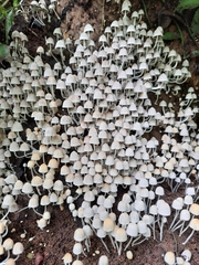 Fungi