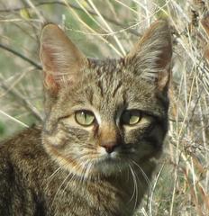 Felis lybica cafra