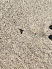 Exoprosopa dorcadion