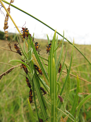 Oncopeltus famelicus