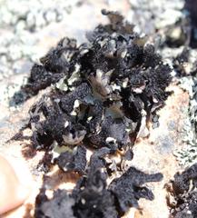 Xanthoparmelia hottentotta