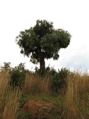 Cussonia paniculata sinuata