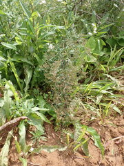 Artemisia mongolica