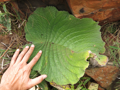 Streptocarpus vandeleurii