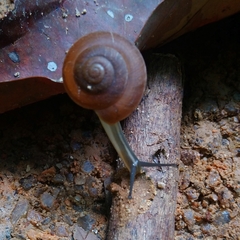 Quantula