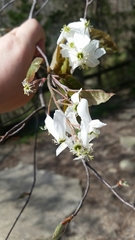 Amelanchier arborea arborea
