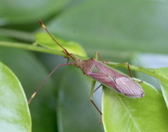 Homoeocerus rubromaculatus