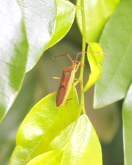 Homoeocerus rubromaculatus
