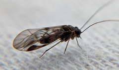 Psocinae