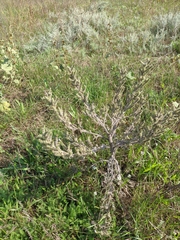 Echium italicum biebersteinii