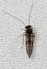 Psocinae