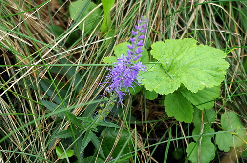 Veronica longifolia