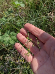 Bupleurum brachiatum