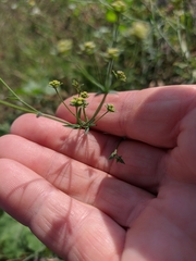 Bupleurum brachiatum