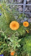 Calendula officinalis
