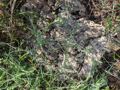 Bupleurum brachiatum