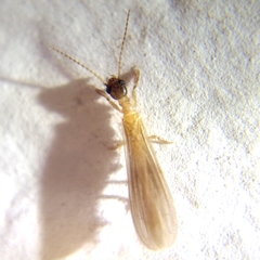 Oligotomidae