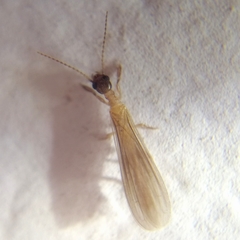 Oligotomidae