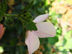 Pavonia columella