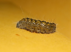 Acronicta tota