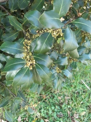 Laurus