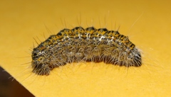 Acronicta tota