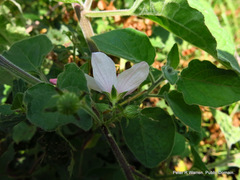 Pavonia columella