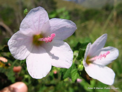 Pavonia columella