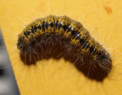 Acronicta tota