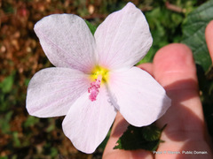Pavonia columella